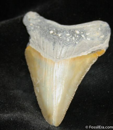 Inch Bone Valley Megalodon Tooth #930